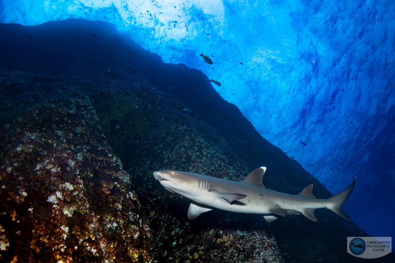 A whitetip reef shark at Roca Partida photographed with a Canon 8-15mm fisheye lens, Sigma MC 11 adapter, and Sony A7 IV. f/10, 1/125, ISO 400 A whitetip reef shark at Roca Partida photographed with a Canon 8-15mm fisheye lens, Sigma MC 11 adapter, and Sony A7 IV. f/10, 1/125, ISO 400