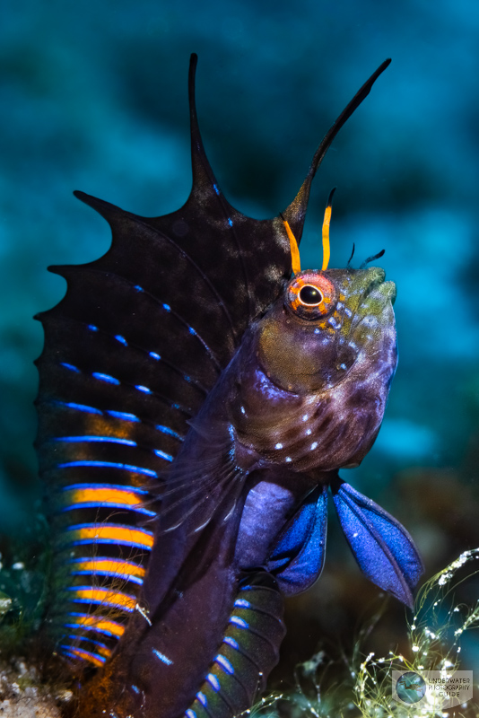 Capturing this signal blenny was only possible with the RF 100's amazing AF speed. f/18, 1/160, ISO 200. Photographed with a Canon EOS R5 in an Ikelite RF housing. Capturing this signal blenny was only possible with the RF 100's amazing AF speed. f/18, 1/160, ISO 200. Photographed with a Canon EOS R5 in an Ikelite RF housing.