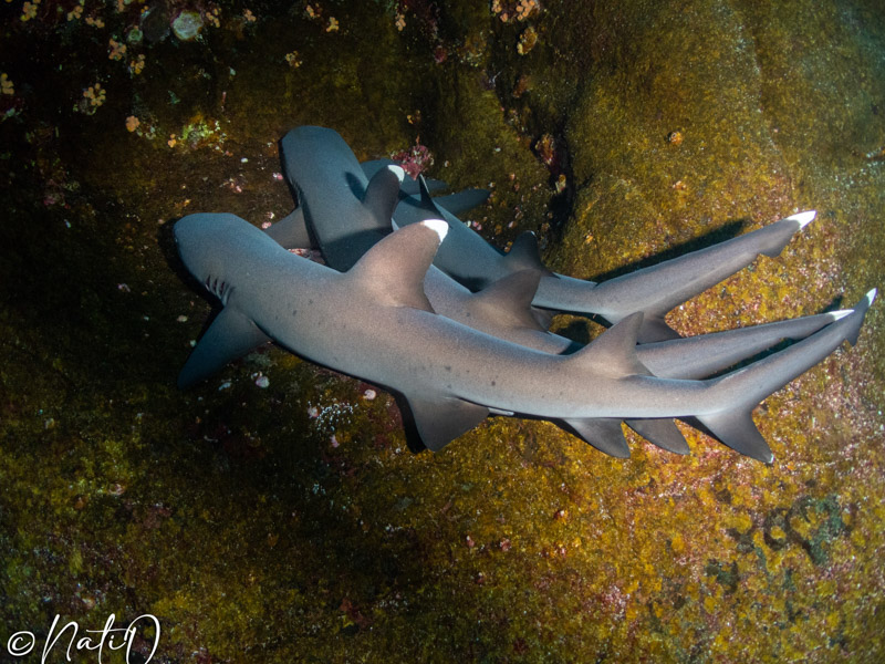 White tip reef sharks photographed by Natasha Overbo with the Kraken 15,000 and an Olympus TG-6 White tip reef sharks photographed by Natasha Overbo with the Kraken 15,000 and an Olympus TG-6