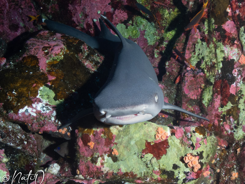 White tip reef sharks photographed by Natasha Overbo with the Kraken 15,000 and an Olympus TG-6 White tip reef sharks photographed by Natasha Overbo with the Kraken 15,000 and an Olympus TG-6