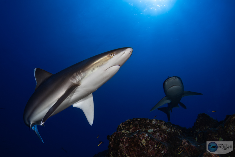 Silvertip sharks photographed with the Sony A7 IV, Canon 8-15mm fisheye lens in an Ikelite A7 IV housing. f/22, 1/125, ISO 100 Silvertip sharks photographed with the Sony A7 IV, Canon 8-15mm fisheye lens in an Ikelite A7 IV housing. f/22, 1/125, ISO 100