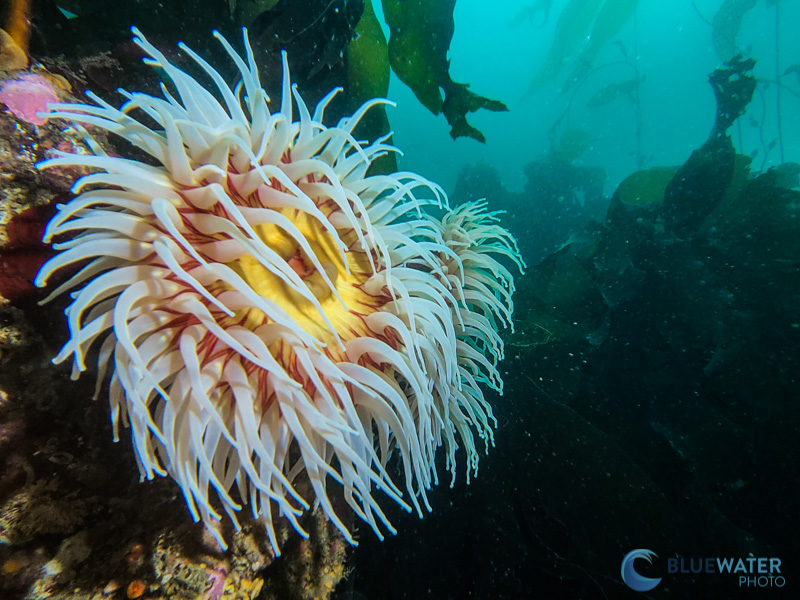 Captured with a Samsung Galaxy S20 in a SeaLife SportDiver Housing SeaLife SportDiver sample image