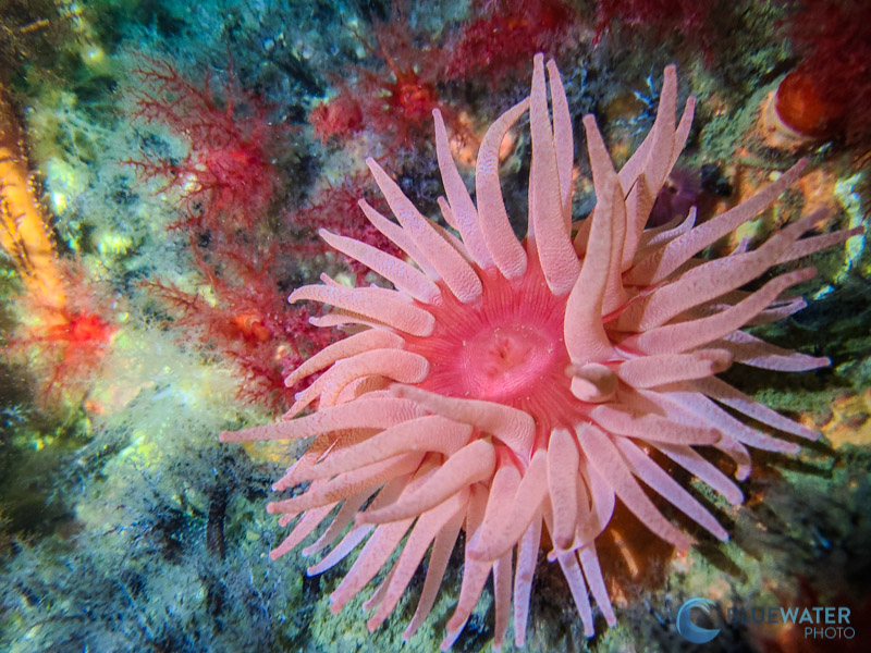 A Small Anemone (about four inches in diameter) Captured with a Samsung Galaxy S20 in a SeaLife SportDiver Housing in the Cold Water of the Pacific Northwest SeaLife SportDiver sample image