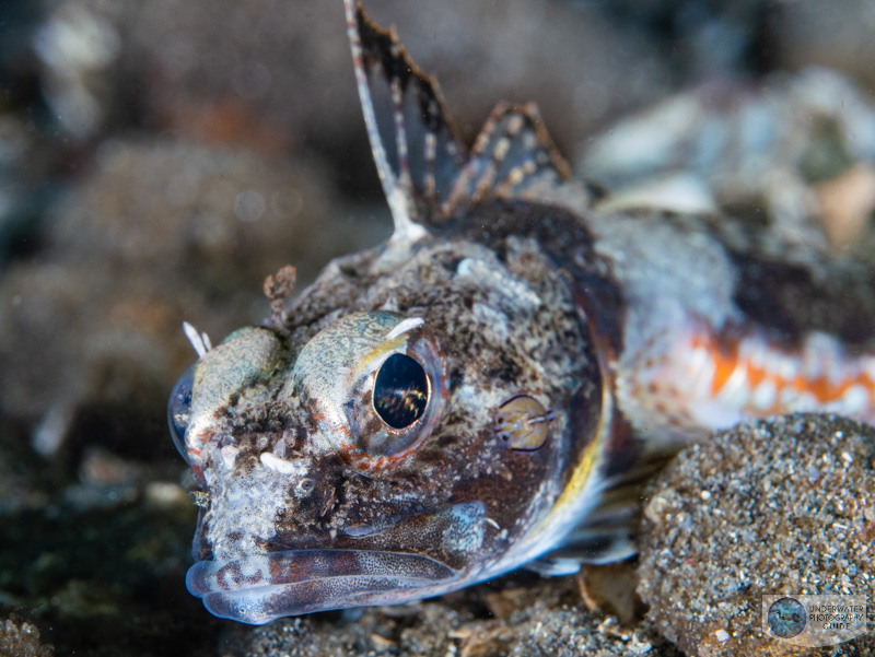 The autofocus may be slow but it is still is decent for every day shooting. I hit the eye in this photo. The autofocus may be slow but it is still is decent for every day shooting. I hit the eye in this photo.