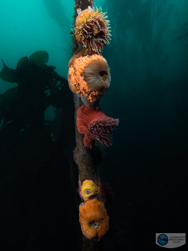 Aggregating anemones captured with the Panasonic GH6, Olympus 7-14mm pro lens, and dual Ikelite DS 230 strobes. f/16, ISO 250, 1/100 Aggregating anemones captured with the Panasonic GH6, Olympus 7-14mm pro lens, and dual Ikelite DS 230 strobes. f/16, ISO 250, 1/100