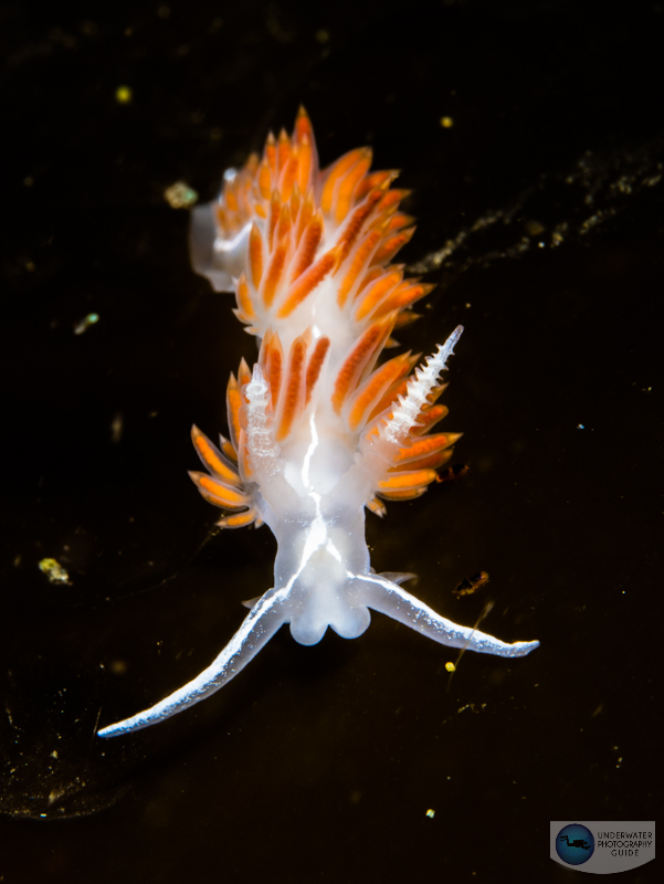 A nudibranch photographed with the Panasonic GH6, dual Ikelite 230 strobes, and the Olympus 60mm macro lens. f/18, 1/160, ISO 250 A nudibranch photographed with the Panasonic GH6, dual Ikelite 230 strobes, and the Olympus 60mm macro lens. f/18, 1/160, ISO 250