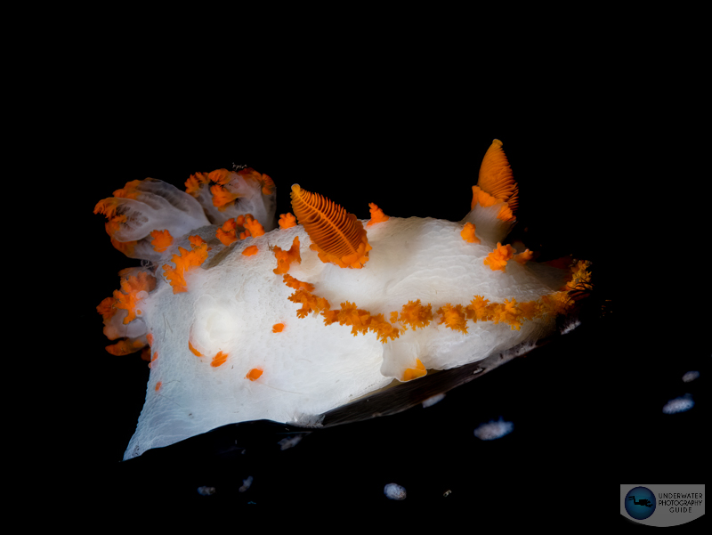 A clown dorid photographed with the Panasonic GH6, Olympus 60mm macro lens, dual Ikelite DS 230 strobes, and an Ikelite GH6 Housing. f/18, 1/160, ISO 250 A clown dorid photographed with the Panasonic GH6, Olympus 60mm macro lens, dual Ikelite DS 230 strobes, and an Ikelite GH6 Housing. f/18, 1/160, ISO 250