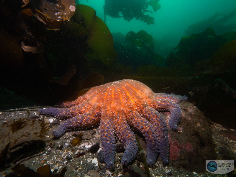 A critically endangered sunflower star captured with the Panasonic GH6 and the Olympus 7-14mm wide angle lens. f/14, 1/50, ISO 250 A critically endangered sunflower star captured with the Panasonic GH6 and the Olympus 7-14mm wide angle lens. f/14, 1/50, ISO 250