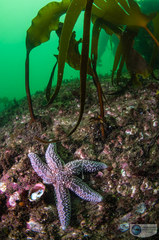 A sea star and kelp on the rocky reef of Cape Elizabeth, Maine A sea star and kelp on the rocky reef of Cape Elizabeth, Maine