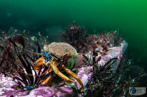 A hermit crab eyes the curious photographer starting back at it A hermit crab eyes the curious photographer starting back at it
