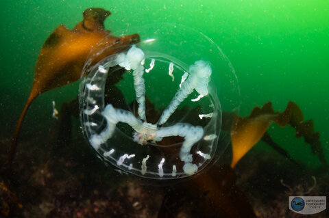 A small jellyfish floats by in the empty waters of Cape Elizabeth A small jellyfish floats by in the empty waters of Cape Elizabeth