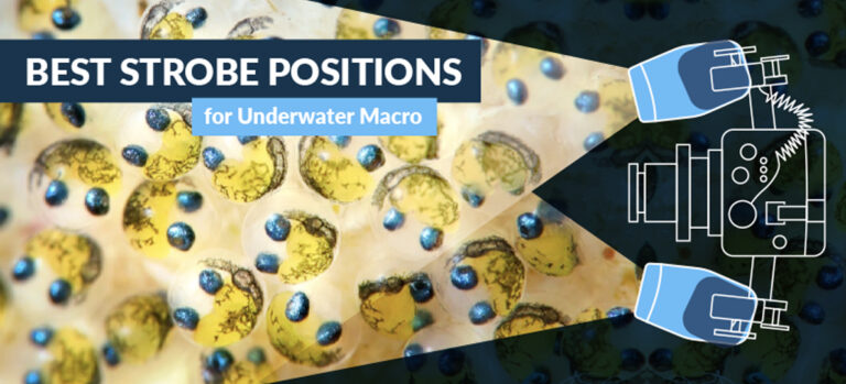 Best Strobe Positions for Underwater Macro Photography a989671b-4c77-9503-3159-b4cec516609a