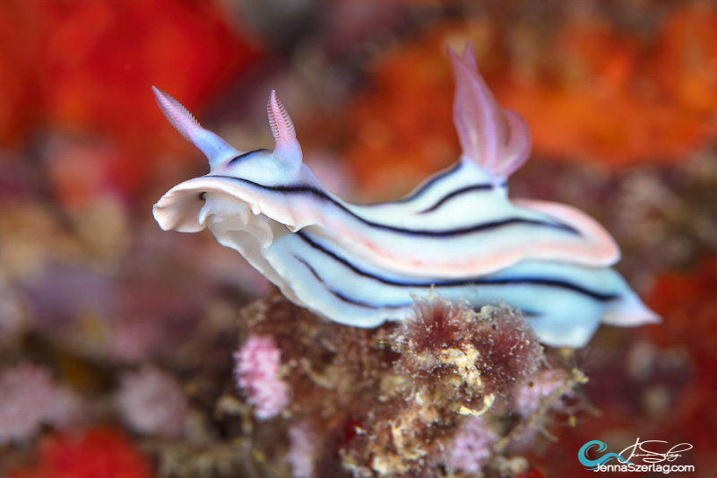 Chromodoris lochi, Fiji. A colorful background is achieved by angling strobes out. Chromodoris lochi, Fiji. A colorful background is achieved by angling strobes out.