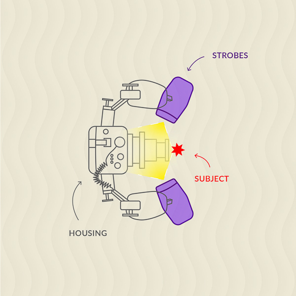 Strobes are angled back towards housing to minimize the distance light will reach creating black background. Strobes are angled back towards housing to minimize the distance light will reach creating black background.
