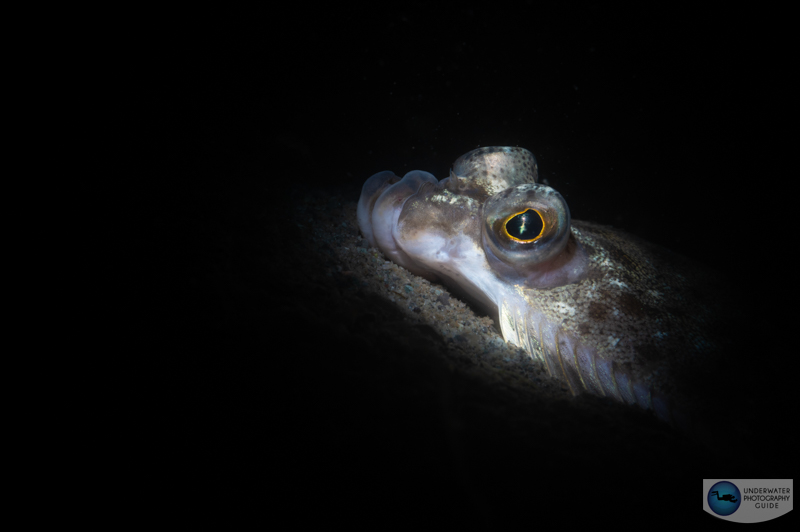 A dramatic beam from the Marelux SOFT with an excellent mix of contrast and diffuse lighting. A dramatic beam from the Marelux SOFT with an excellent mix of contrast and diffuse lighting.