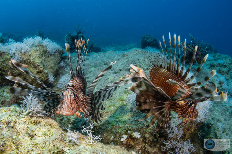 The pair of lionfish was interested in their reflection in my dome port The pair of lionfish was interested in their reflection in my dome port