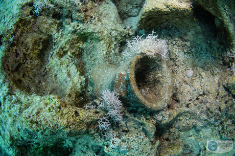 This ancient pot that I found amongst the lionfish is a remnant of past civilizations. A reminder of human influence on the natural world. This ancient pot that I found amongst the lionfish is a remnant of past civilizations. A reminder of human influence on the natural world.
