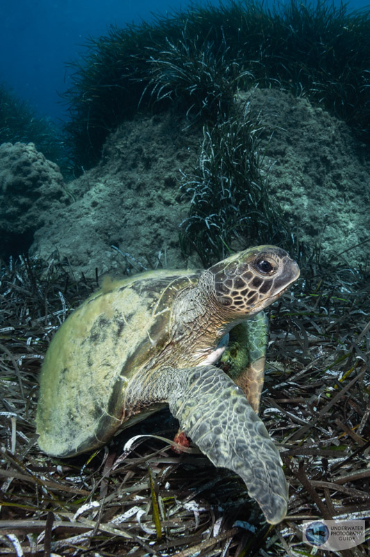 A native Turkish Caretta (loggerhead) turtle prefers cooler water unlike the invasive lionfish A native Turkish Caretta (loggerhead) turtle prefers cooler water unlike the invasive lionfish