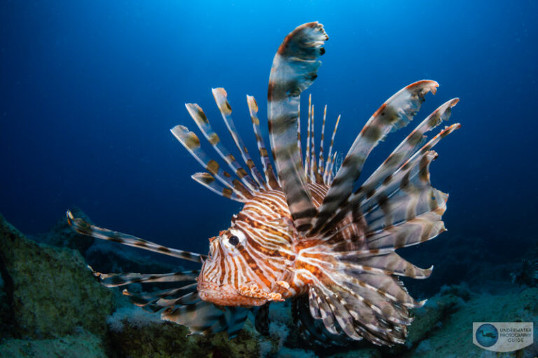 Lionfish Invade the Mediterranean turkey