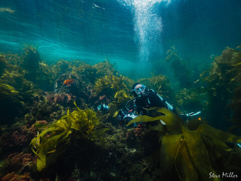 A diver explores Catalina's kelp forest. Image captured by Steve Miller, with an Olympus OM System OM-1 camera in an Ikelite housing. A diver explores Catalina's kelp forest. Image captured by Steve Miller, with an Olympus OM System OM-1 camera in an Ikelite housing.