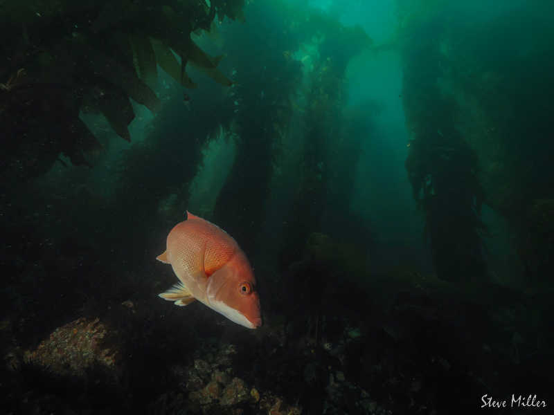 A sheephead in the kelpforest photographed by Steven Miller with an OM System OM1 in an Ikelite housing A sheephead in the kelpforest photographed by Steven Miller with an OM System OM1 in an Ikelite housing