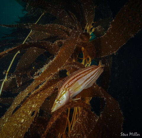 Kelpfish photographed with an Olympus OM System OM1 camera in an Ikelite housing Kelpfish photographed with an Olympus OM System OM1 camera in an Ikelite housing