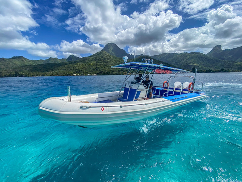 Moorea whale snorkeling trip Large Boat