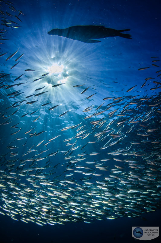 A sunball and silhouette test is a great way to measure dynamic range. Canon R10 with a Tokina 10-17mm fisheye lens. f/22, 1/200, ISO 100 A sunball and silhouette test is a great way to measure dynamic range. Canon R10 with a Tokina 10-17mm fisheye lens. f/22, 1/200, ISO 100