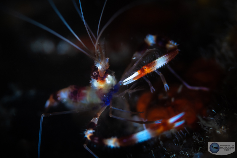 This shrimp was captured with the Canon R10 and the Canon EF 100mm f/2.8 macro lens. We loved the additional working distance this lens provides. f/3.5, 1/125, ISO 400 This shrimp was captured with the Canon R10 and the Canon EF 100mm f/2.8 macro lens. We loved the additional working distance this lens provides. f/3.5, 1/125, ISO 400