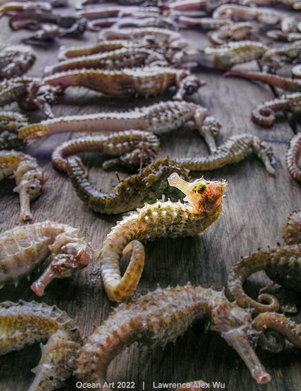 1st-Underwater Conservation_Lawrence_Wu_A Sad Catch