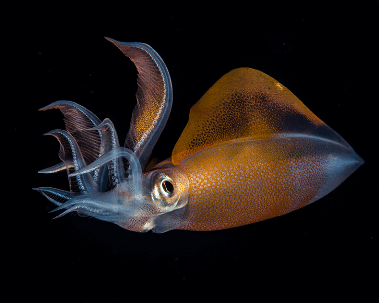 Story Behind the Shot: En Garde jeff-1