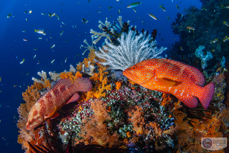 Coral groupers move quickly amongst the beautiful corals at Four Kings in Misool, Raja Ampat. 1/160, f/14, ISO 320 Coral groupers move quickly amongst the beautiful corals at Four Kings in Misool, Raja Ampat. 1/160, f/14, ISO 320