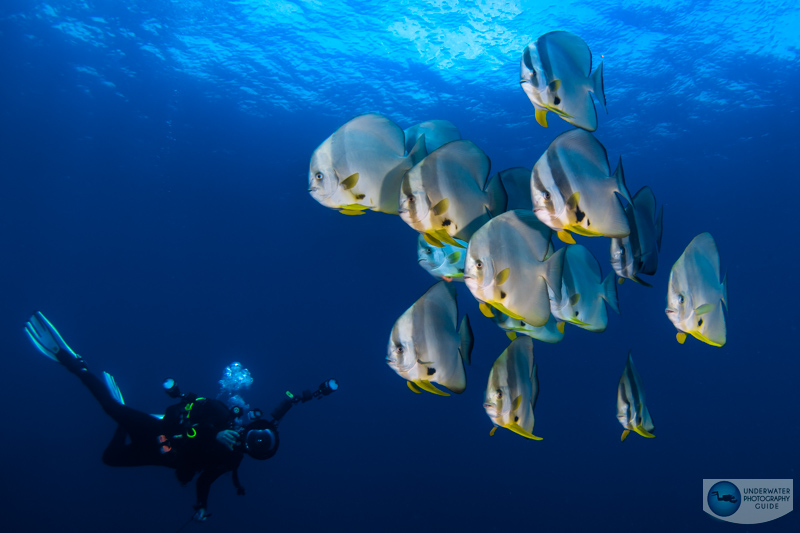 A school of batfish photographed with the Sony A7R V. 1/200, f/18, ISO 400 A school of batfish photographed with the Sony A7R V. 1/200, f/18, ISO 400