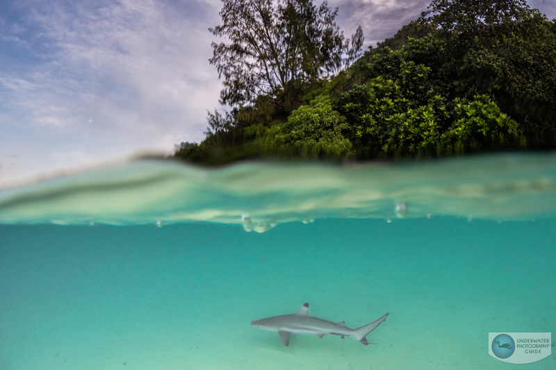 A split shot in Misool Indonesia of a black tip reef shark captured with the Sony A7R V. f/14, 1/125, ISO 400 A split shot in Misool Indonesia of a black tip reef shark captured with the Sony A7R V. f/14, 1/125, ISO 400