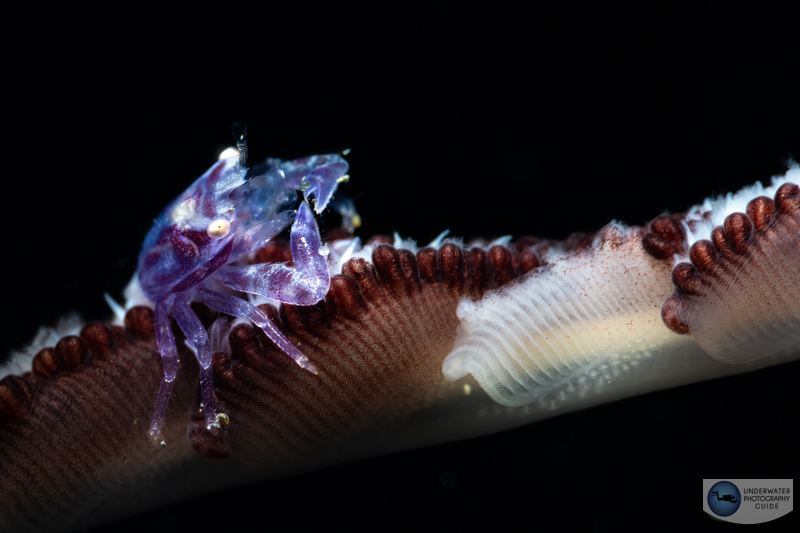 The Sony A7R V is excellent at capturing fast-moving odd macro critters like this crab and focusing on their eyes. f/16, 1/160, ISO 200 The Sony A7R V is excellent at capturing fast-moving odd macro critters like this crab and focusing on their eyes. f/16, 1/160, ISO 200