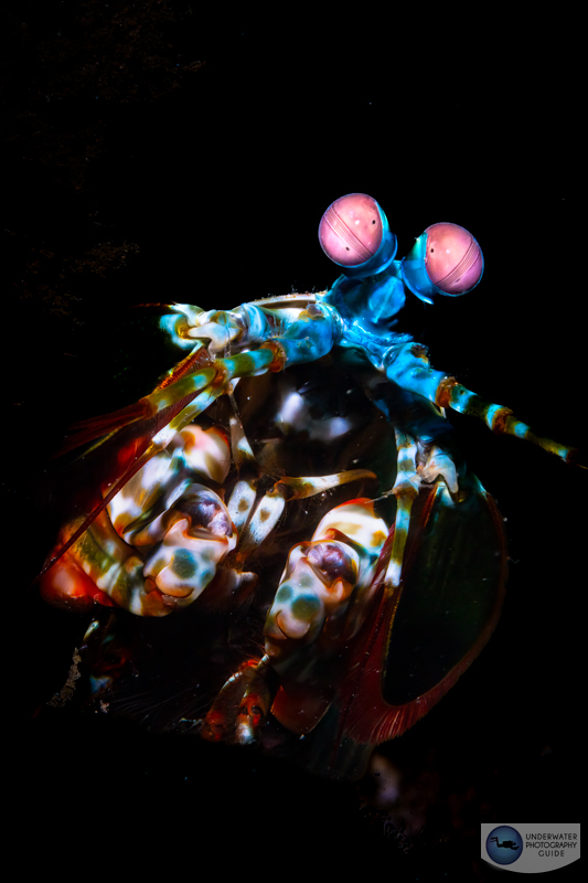 A mantis shrimp photographed with the Sony 90mm macro. f/22, 1/160, ISO 200 A mantis shrimp photographed with the Sony 90mm macro. f/22, 1/160, ISO 200