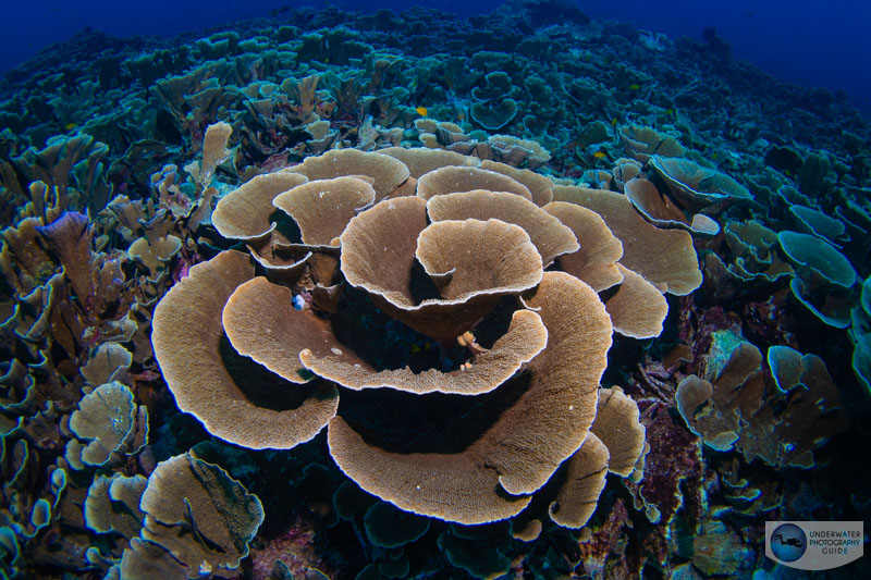 Shooting coral at Melissa's Garden in low light situations. f/14, 1/80, ISO 800 Shooting coral at Melissa's Garden in low light situations. f/14, 1/80, ISO 800