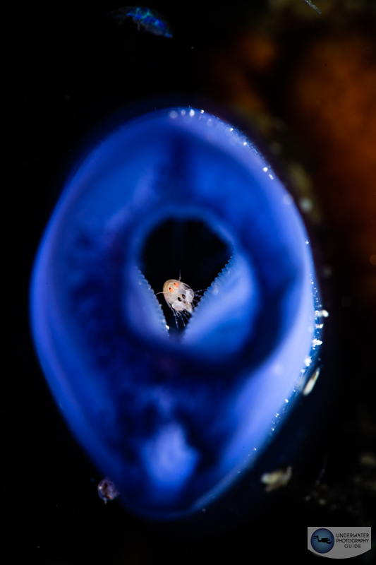An uncropped photo of a ladybug amphipod with the Sony A7R V, Sony 90mm macro lens, Kraken +13 diopter, and an Ikelite A7R V housing. f/22, 1/200, ISO 400 An uncropped photo of a ladybug amphipod with the Sony A7R V, Sony 90mm macro lens, Kraken +13 diopter, and an Ikelite A7R V housing. f/22, 1/200, ISO 400
