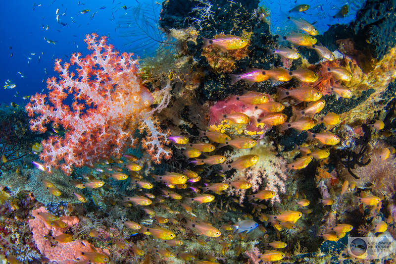 A school of fish and soft coral photographed with the Sony A7R V in an Ikelite A7R V housing. 1/200, f/18, ISO 400 A school of fish and soft coral photographed with the Sony A7R V in an Ikelite A7R V housing. 1/200, f/18, ISO 400