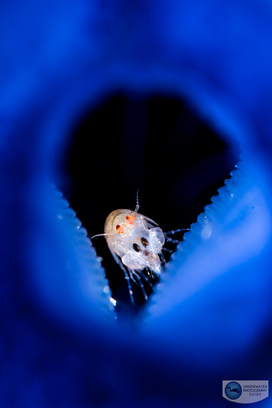 A 100% crop of the photo above A 100% crop of the photo above