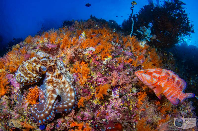 An octopus and coral grouper at Boo Window in Raja Ampat photographed with the Sony a7R V. 1/200, f/16, ISO 640 An octopus and coral grouper at Boo Window in Raja Ampat photographed with the Sony a7R V. 1/200, f/16, ISO 640