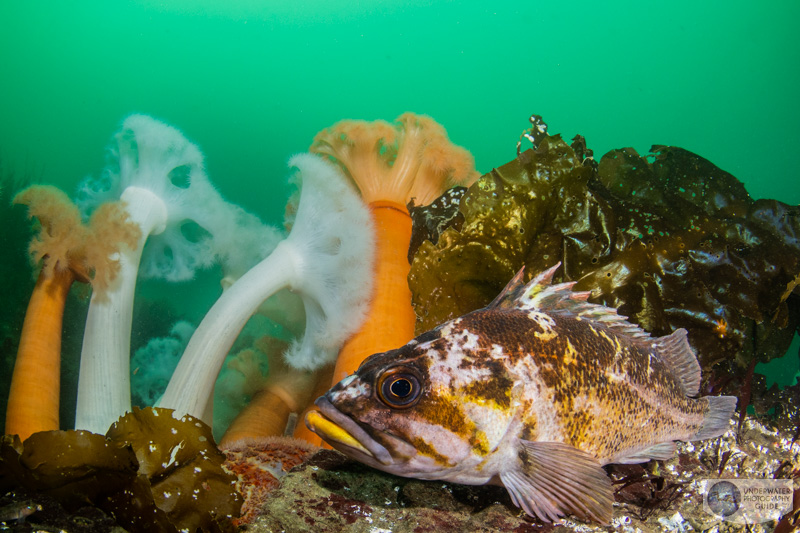 A cold, Pacific Northwest reef scene photographed with the Canon EOS R7, Tokina 10-17mm fisheye lens, and Ikelite DS 230 strobes. f/9, 1/80, ISO 500 A cold, Pacific Northwest reef scene photographed with the Canon EOS R7, Tokina 10-17mm fisheye lens, and Ikelite DS 230 strobes. f/9, 1/80, ISO 500