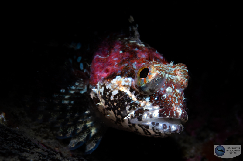Scalyhead sculpin photographed with the Canon EOS R7, RF100mm macro lens, and an Ikelite R7 housing. f/14, 1/160, ISO 500 Scalyhead sculpin photographed with the Canon EOS R7, RF100mm macro lens, and an Ikelite R7 housing. f/14, 1/160, ISO 500