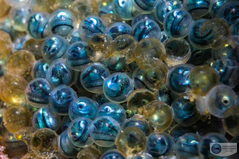 An APS-C sensor on the R7 in conjunction with the Canon RF 100mm macro lens is the perfect tool for photographing tiny critters like these larval fish in fish eggs. f/16, 1/160, ISO 320 An APS-C sensor on the R7 in conjunction with the Canon RF 100mm macro lens is the perfect tool for photographing tiny critters like these larval fish in fish eggs. f/16, 1/160, ISO 320