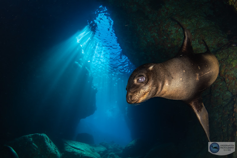 This image represents the incredible dynamic range of the Canon R10's sensor. It was taken with the Canon R10 in an Ikelite housing with dual Ikelite DS230 strobes, Ikelite TTL, and the Tokina 10-17mm fisheye lens. f/11, 1/100, ISO 250 This image represents the incredible dynamic range of the Canon R10's sensor. It was taken with the Canon R10 in an Ikelite housing with dual Ikelite DS230 strobes, Ikelite TTL, and the Tokina 10-17mm fisheye lens. f/11, 1/100, ISO 250