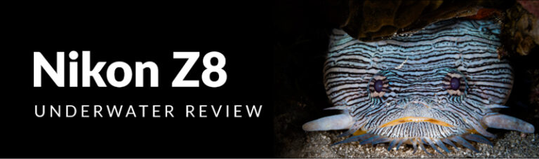 Nikon Z8 Review 1176868e-8112-01f6-0308-5c48a116e3b2