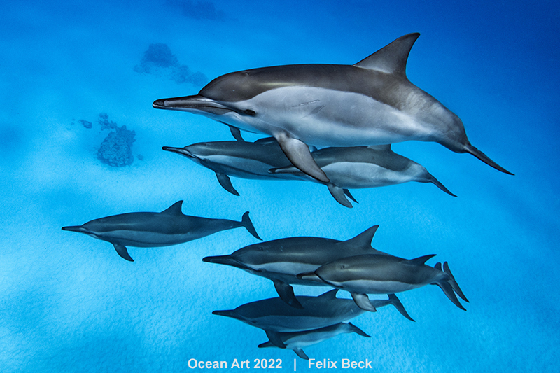 2nd-Compact Wide-Angle_Felix_Beck_Dolphin formation