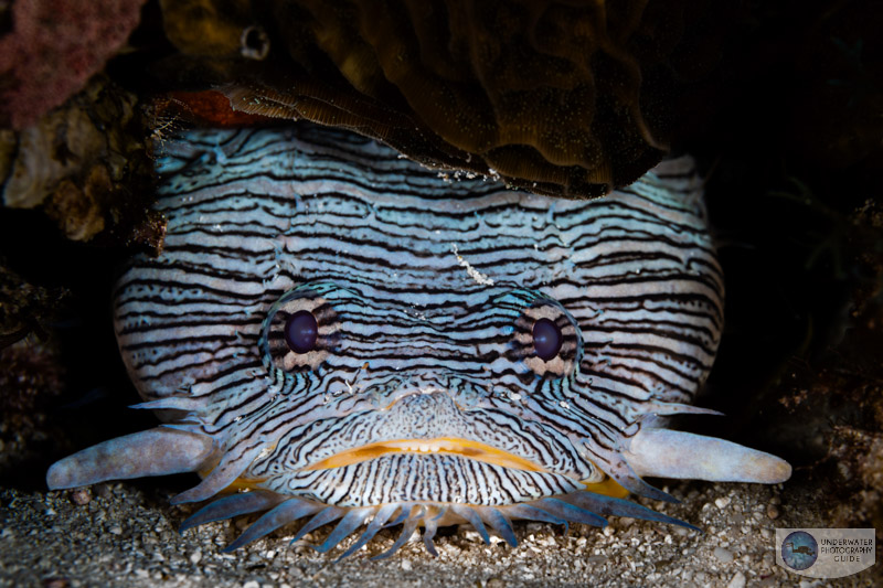 Nikon Z8 fish photo with the Nikon Z 105mm macro