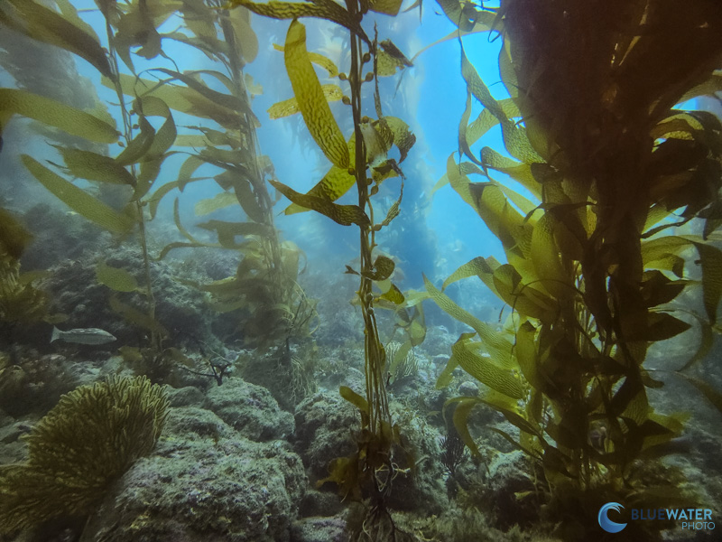 A wide angle kelp forest scene photographed with the SeaTouch 4 Max A wide angle kelp forest scene photographed with the SeaTouch 4 Max