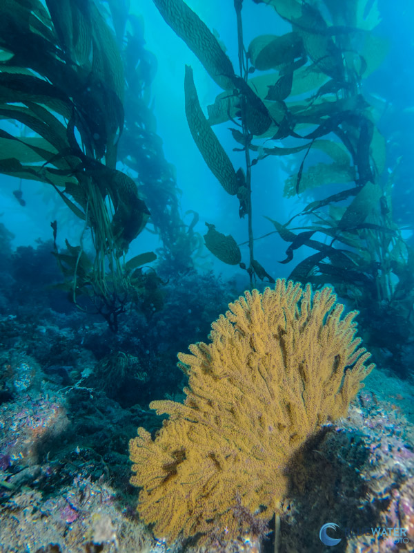 A video light can help bring out colors in your underwater photos with the SeaTouch 4 Max A video light can help bring out colors in your underwater photos with the SeaTouch 4 Max